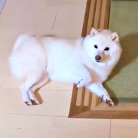 床に寝そべる餅子ちゃん（画像提供：KURUMILK.SHIBAINUさん）