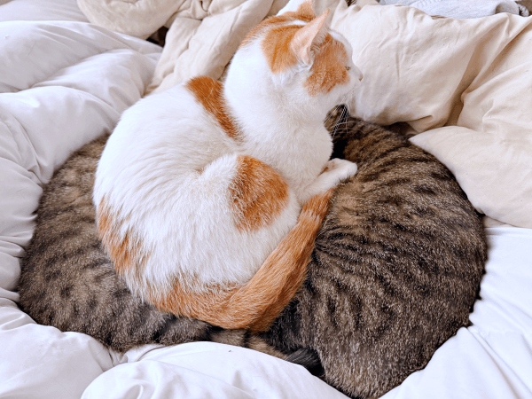 ノノちゃんとトロくんの間にどん！ と乗っかるリオくん（画像提供：siestaさん）