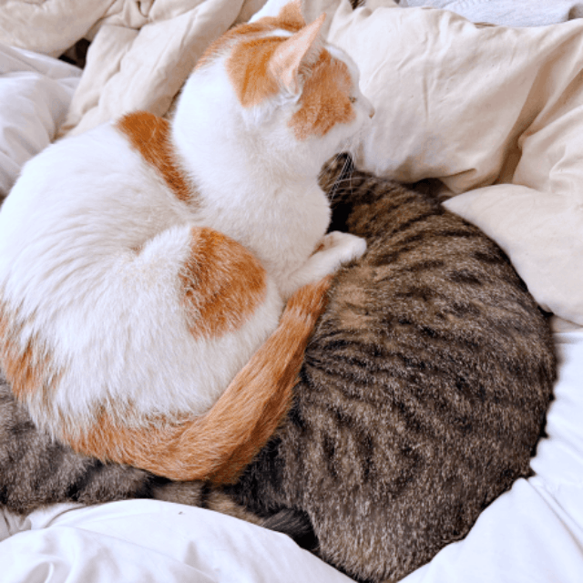 ノノちゃんとトロくんの間にどん！ と乗っかるリオくん（画像提供：siestaさん）