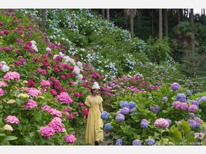 梅雨時だからこそ美しい　アジサイを楽しめる全国のスポット