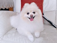 穏やかで優しいアポさん（画像提供：APO（ポメラニアン）さん）