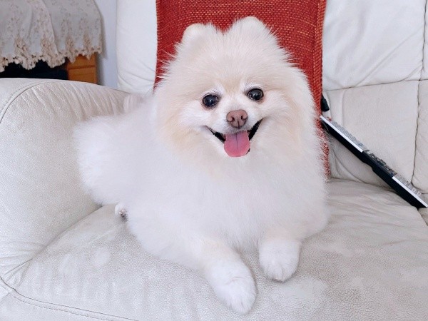 穏やかで優しいアポさん（画像提供：APO（ポメラニアン）さん）