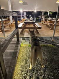 暗闇の中夜は目が光る骸骨のオブジェ（提供：𝘴𝘢𝘮さん）