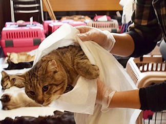 殺処分ゼロめざして、野良猫７０匹に不妊・去勢手術