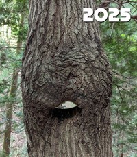 木の樹皮にほぼ食われてしまっています。 ※ナノレカワさん提供（一部抜粋）