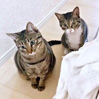 まん丸お目々がキュート！（左から）サンちゃん、クーちゃん（画像提供：いえもりさん）