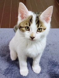 白キジのリンちゃん（画像提供：奥多摩ラフティング・カヌー・カヤック・SUP／コンセプトさん）