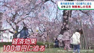 制限緩和で花見客が増加　宮城県の経済効果は１００億円に迫る　専門家