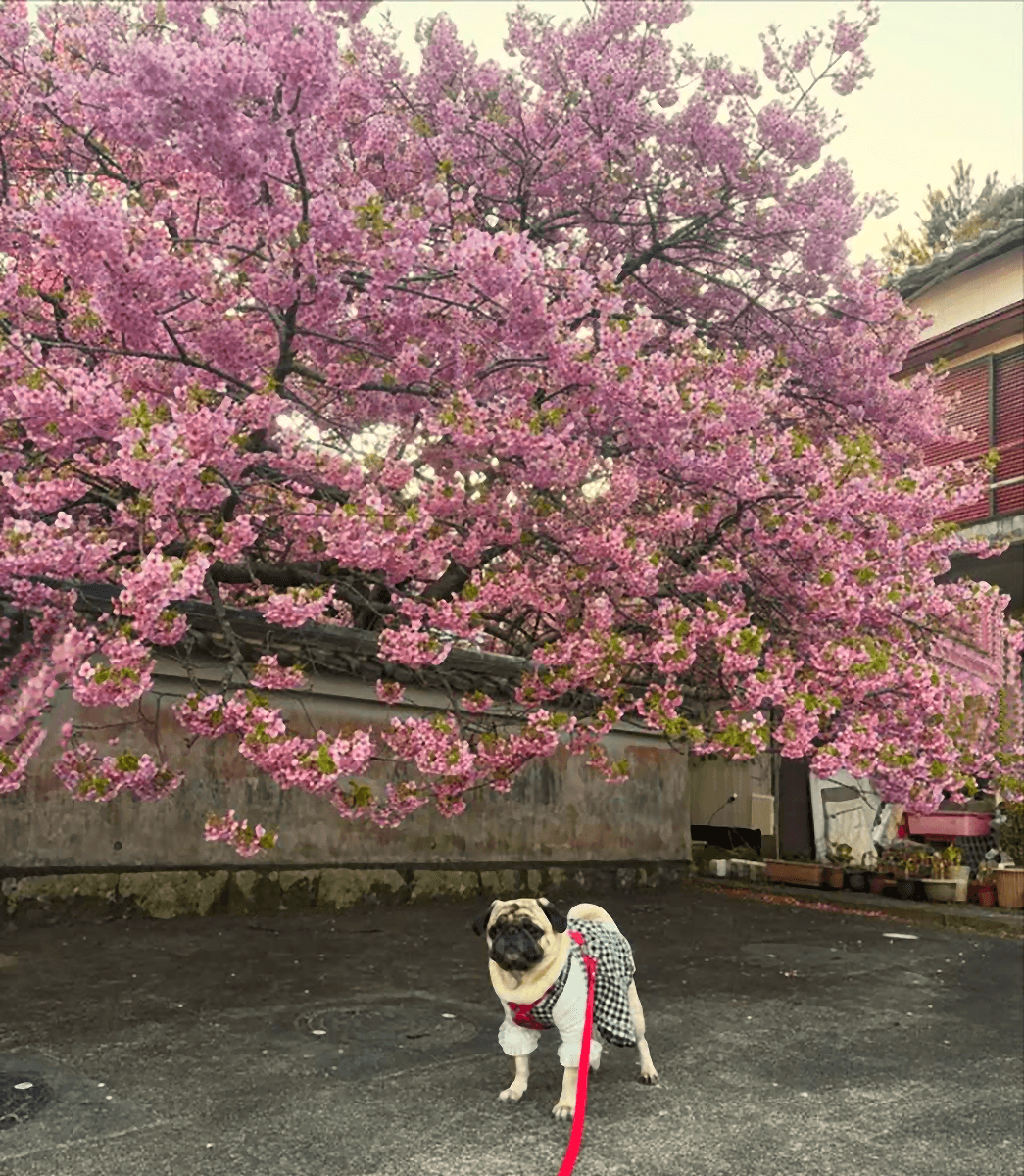 満開の桜の下でご満悦の「おやびん」（画像提供：とこたんさん）
