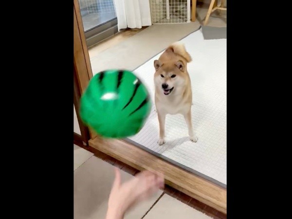 ちびこちゃんにスイカボールを投げるとーー（画像提供：柴犬ちびこさん）