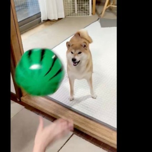 ちびこちゃんにスイカボールを投げるとーー（画像提供：柴犬ちびこさん）