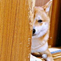 やきもちを焼く姿が注目を集めたようこちゃん（画像提供：シバシバお豆さん）