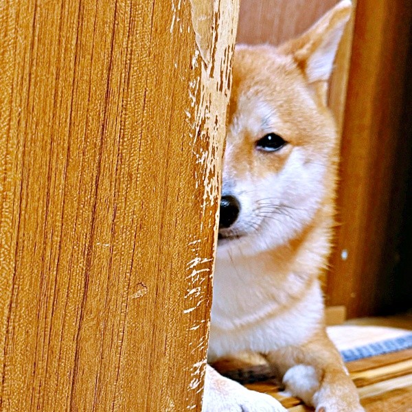やきもちを焼く姿が注目を集めたようこちゃん（画像提供：シバシバお豆さん）