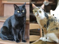 黒猫の夜ちゃん（左）、三毛の月ちゃん（右）