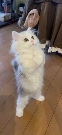 普段のノーマンくん（ネコランドさん提供）