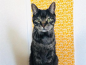 ちょっかいにも動じない　太っ腹で賢いミックス猫「もも」