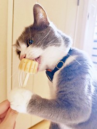 「激うまっ！」 アイスをたぐり寄せて夢中で食べるしらたまくん（画像提供：わがやのねこさん）