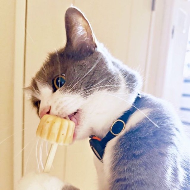 「激うまっ！」 アイスをたぐり寄せて夢中で食べるしらたまくん（画像提供：わがやのねこさん）