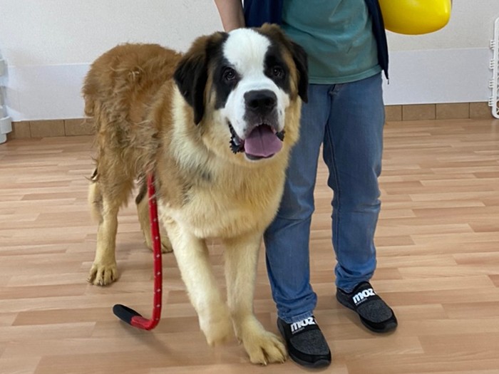 保護時。やせていて、毛は糞尿によって変色し毛玉だらけだった