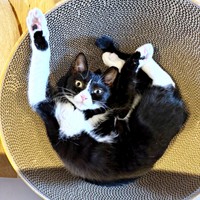 “へそ天”でゴロン！ おちゃめなポーズのミッシェルちゃん（画像提供：ModCraneさん）