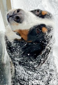 「窓、閉めないでね」 飼い主さんを見上げるボスくん（画像提供：ボスちんさん）