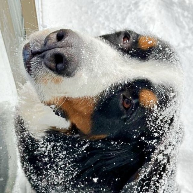 「窓、閉めないでね」 飼い主さんを見上げるボスくん（画像提供：ボスちんさん）