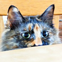 顔をひょっこりのぞかせるみたらしちゃん（画像提供：少年さん）