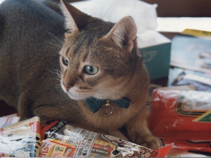 名古屋に移ったころのアーサー。緑の蝶ネクタイがトレードマークの紳士でした