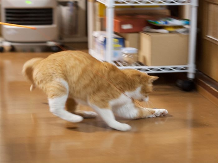 「左チョップで捕まえた」（小林写函撮影）