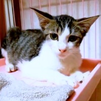 お迎え当初、不安げな表情を浮かべるゴローちゃん（画像提供：KIYOKOさん）