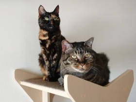 猫が２匹いてよかった！ そう思った理由は、 愛猫のひげについたアレのせい！？