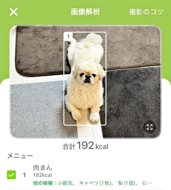 肉まんと解析されたとろろくん（画像提供：ペキニーズのとろろさん）