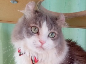 炊飯器の中に入り得意気な顔をして飼い主を笑わせる　アメリカンカール「なつめ」