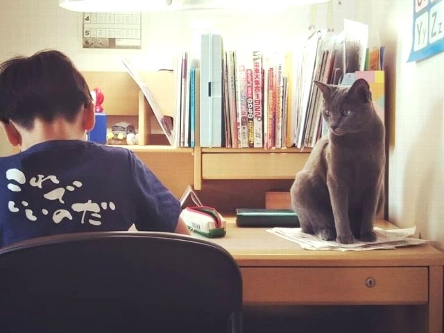きょうだいで一番臆病だった子猫 迎えられた家でヤンチャ発揮 犬 猫との幸せな暮らしのためのペット情報サイト Sippo