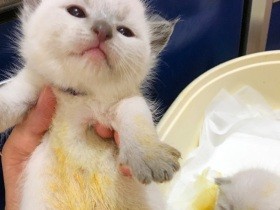 犬や猫２万６千匹、繁殖・販売業者のもとで死ぬ　流通量の３％