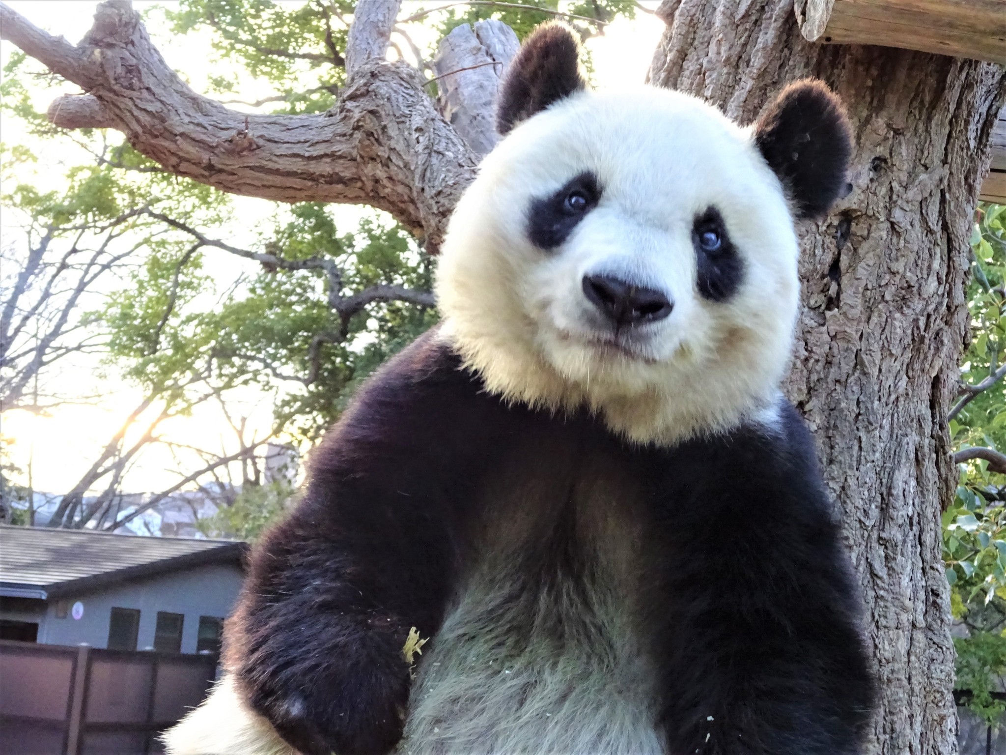 神戸のパンダ「＃きょうのタンタン」スタート…「上野、和歌山に比べ