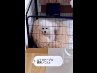 パパが帰宅するも――スンとした様子のエマくん（画像提供：エマハルさん）