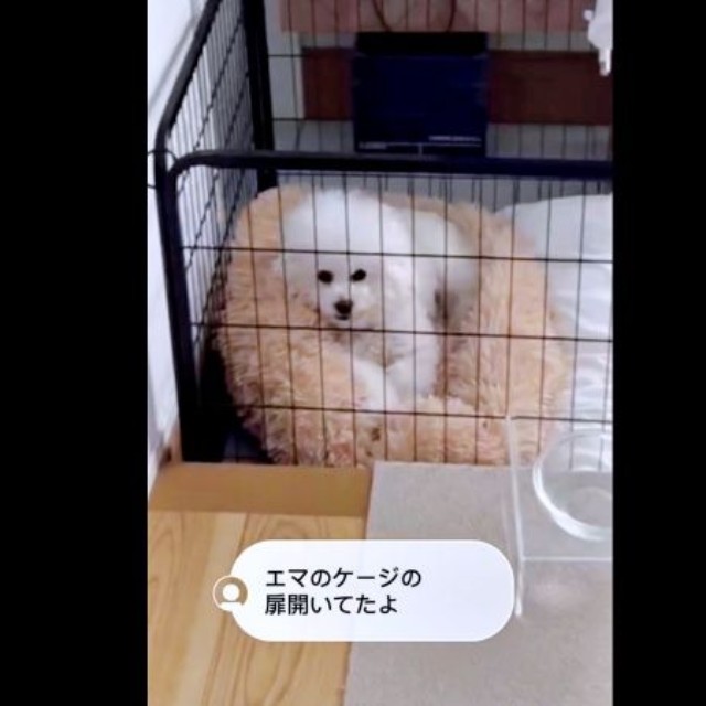 パパが帰宅するも――スンとした様子のエマくん（画像提供：エマハルさん）
