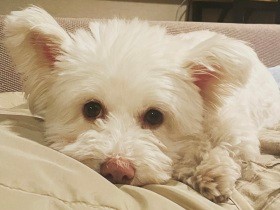 【雑種犬図鑑.５】まるでぬいぐるみ！　もこもこの白毛がかわいい「スフレ」