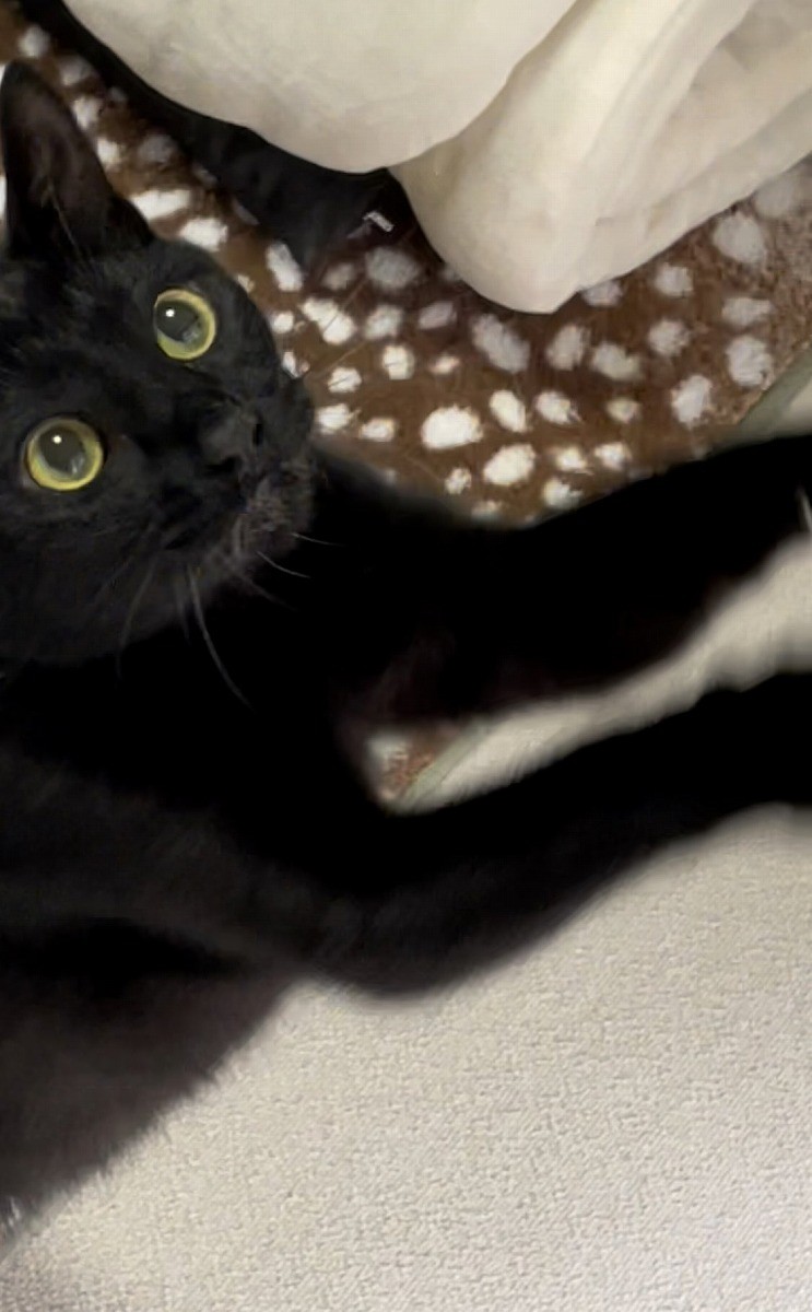 ふみふみ | no cat, no life!