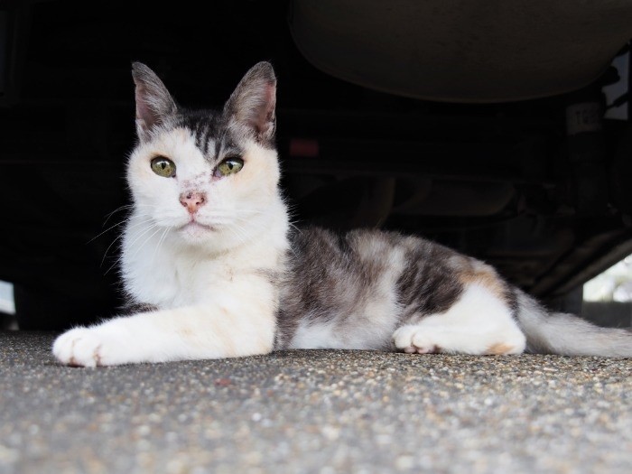 女王様猫に２１年尽くす男性…。「ねぎ様はいい女」より　（寄りそう猫 / 辰巳出版）