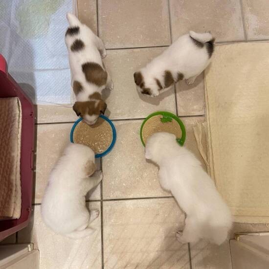 離乳食をモリモリ食べる。左上がペロ（犬猫食堂 紫陽花提供）