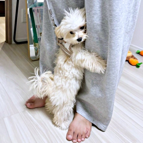 「置いていかないで！」 誤解して足にしがみつくぽてとくん（画像提供：マルプーのぽてとさん）