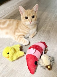 好きなおもちゃを運んだミクくん（画像提供：ぷくりさん）