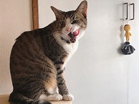 ごはんを食べて、まったりタイム満喫中　キジ白の「麦」