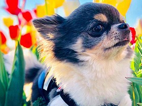 チューリップフェスタ、今年もきれいだね　チワワの「じぜる」