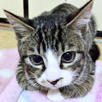保護当時、生後推定3カ月のとき飼い主さんと出会ったひゅうちゃん（画像提供：ふみさん）