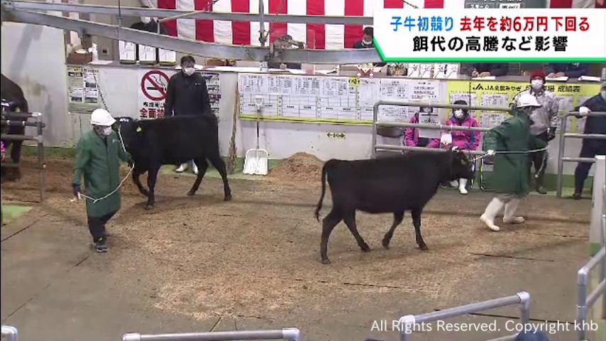 宮城・美里町で子牛の初競り　取引価格は前年を６万５０００円程下回る | khb東日本放送