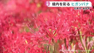 境内のヒガンバナが見頃　宮城・石巻市の長谷寺