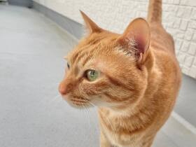 優しい猫「ふく」　産まれたばかりの保護猫の子育てに、まるで母親のように協力